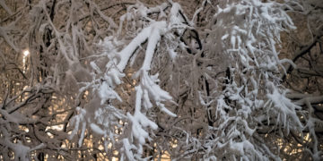 Снежок…