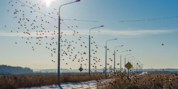 Кто воробьёв в Челябинске потерял?