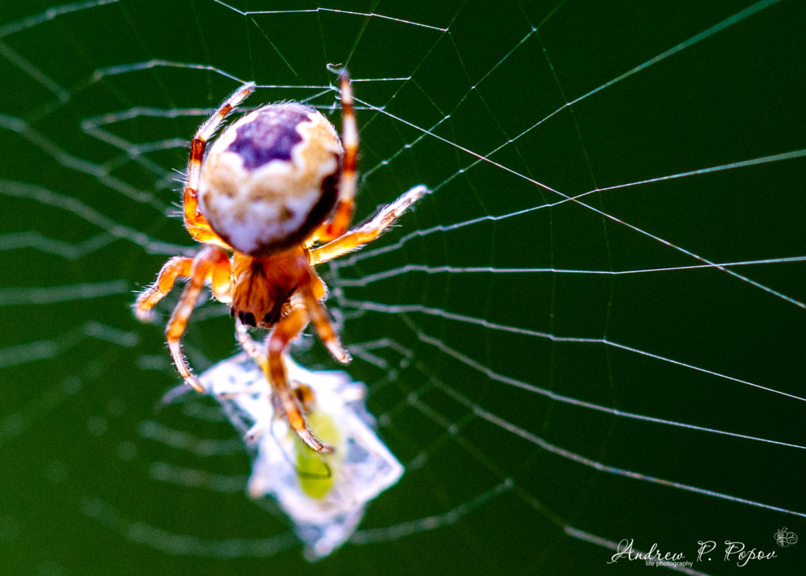 Паучиха саблезуб. Паучиха егоза. Паучиха с белым клубнем. Паучиха череповец. Скорость паучков на 20 паучихе.